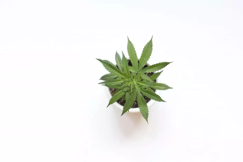 A green cannabis plant is photographed from above against a white background.