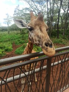 A giraffe is seen popping its head over a rail to say hello